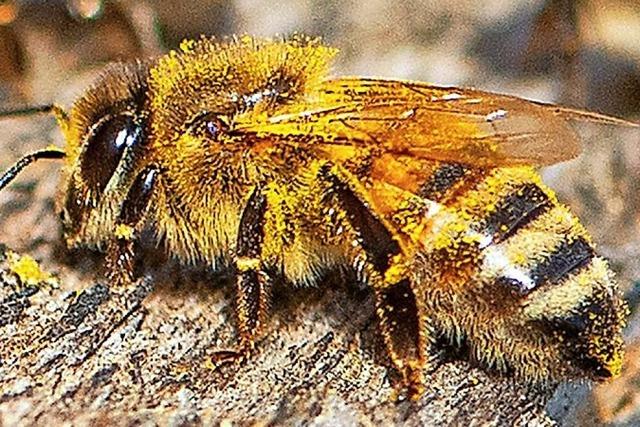 Honigbienen erwirtschaften global rund 265 Milliarden Euro