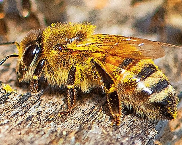 Die Honigbiene   | Foto: Wolfgang Scheu
