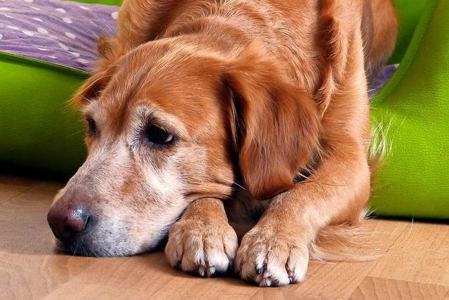 Die Basler Polizei rettet einen traurigen Stoffhund