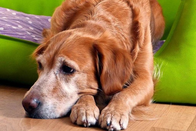Das ist ein echter, traurig guckender Hund (Symbolfoto)  | Foto: Jana Broghammer  (stock.adobe.com)