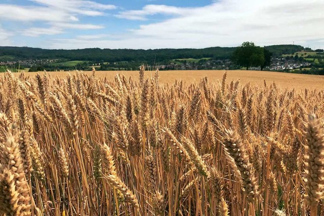 Mit der Getreideernte waren die Landwi... Landkreis dieses Jahr sehr zufrieden.  | Foto: Jutta Schtz