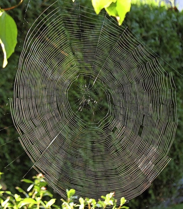 Spinnennetz im Altweibersommer  | Foto: Helmut Kohler