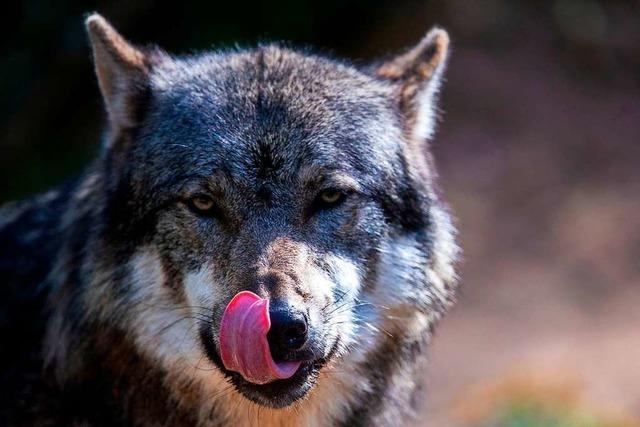 Schon 77 Schafe im Land von Wlfen gerissen