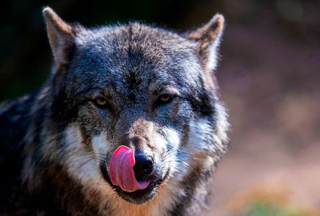 Der Wolf ist inzwischen auch im Sdwesten zuhause.  | Foto: Jens Bttner
