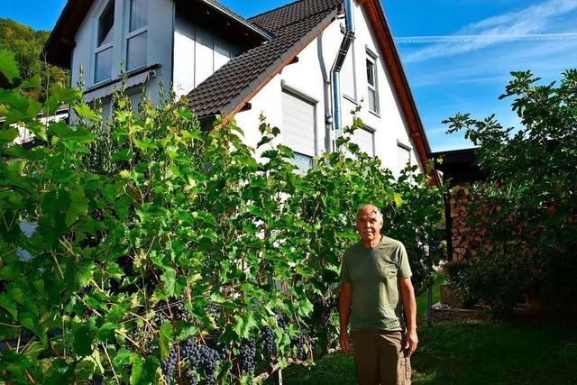 Winzer Josef Vogt aus Herten nutzt Reben als Gartenumzunung