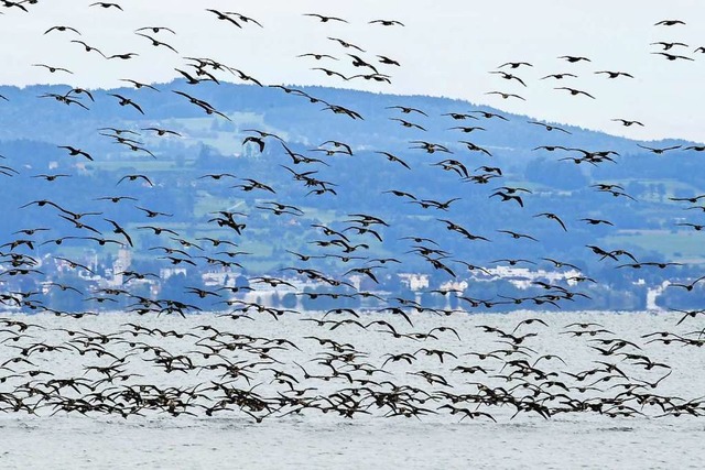 Kormorane am Bodensee  | Foto: Felix Kstle (dpa)