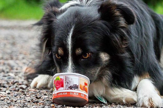 Auch Hunde schlecken gerne Eis, voraus...nthlt Zutaten, die sie gut vertragen.  | Foto: Susanne Gilg