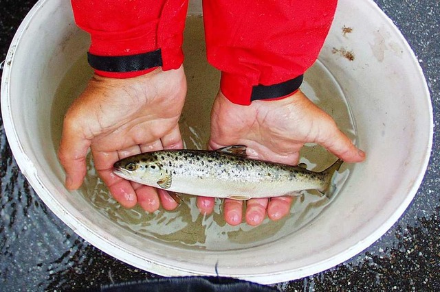 Bei ihrer Abfischaktion haben die Zell...erstoff versorgte Fischfass umgeladen.  | Foto: privat