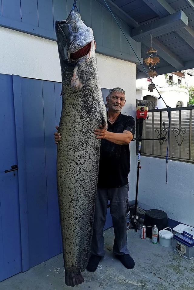 Klein wirkt der 1,90 Meter groe Peter...enen Wels. Der Fisch misst 2,27 Meter.  | Foto:  privat