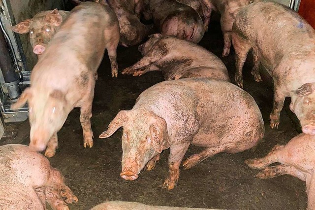 Schweine vor der Schlachtung in Grtringen  | Foto: SOKO Tierschutz e.V. (dpa)