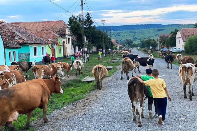 Am frhen Morgen holen die Hirten die Khe der Dorfbewohner ab.  | Foto: Till Mayer