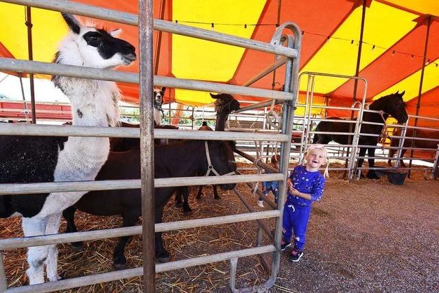 Circus Manuel Weisheit wagt den Neustart nach Corona – ohne Tiger