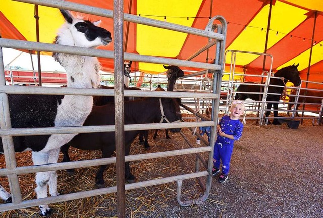 Statt auf Tiger setzt der Circus Manue...tzt unter anderem auf Lamas und Ponys.  | Foto: Rita Eggstein