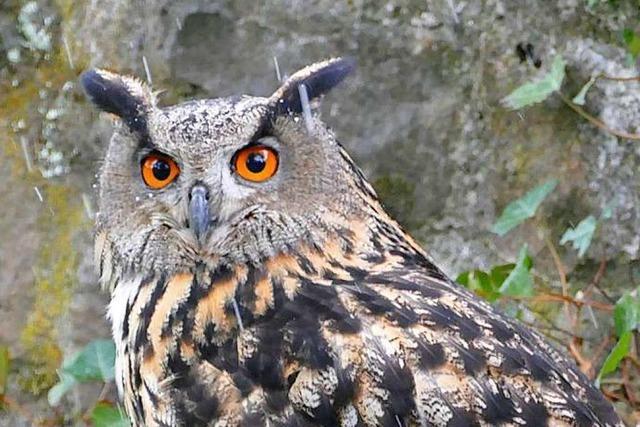 Stromschlag ttet auf Strommast bei Blansingen zwei Uhus