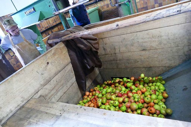 Die pfel werden in der Karsauer Trott... groen Holzbehlter gesammelt &#8230;  | Foto: Dora Schls