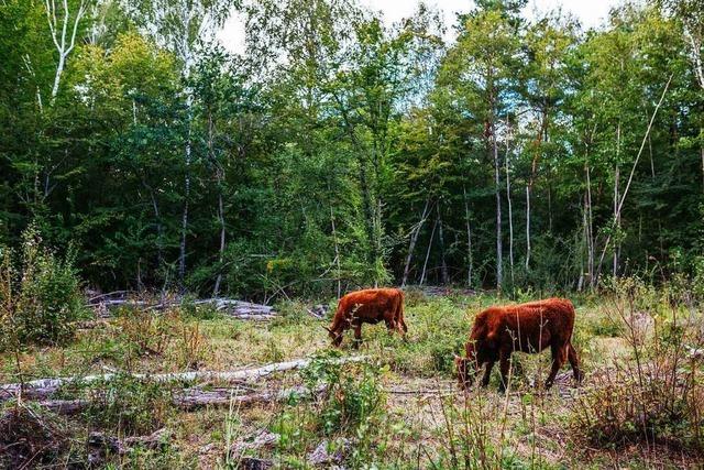 Freie Rinder und Pferde helfen den Wilden Weiden im Naturschutzgebiet Taubergieen