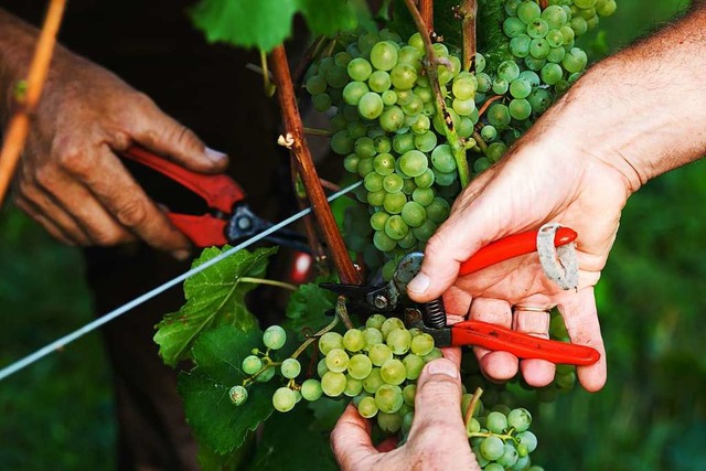 Bei der Weinlese:  Zwei Helfer schneiden reife Trauben von einem Rebstock.  | Foto: Philipp von Ditfurth (dpa)