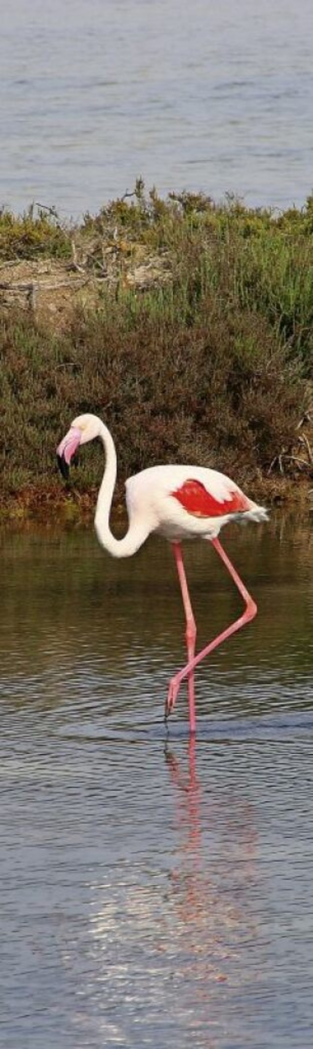 Fotogen: stolzierender Flamingo  | Foto: Stephan Brnjes