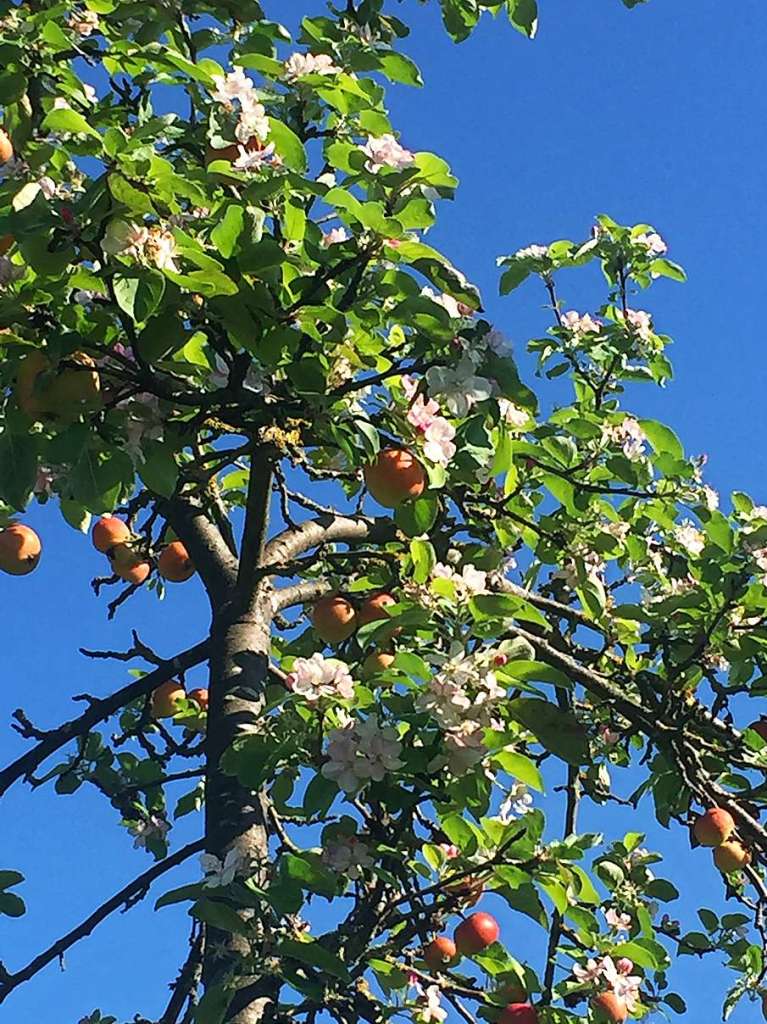 Frhling und Herbst an einem Baum bemerkte Annette Gorgs bei der Lauffenmhle.