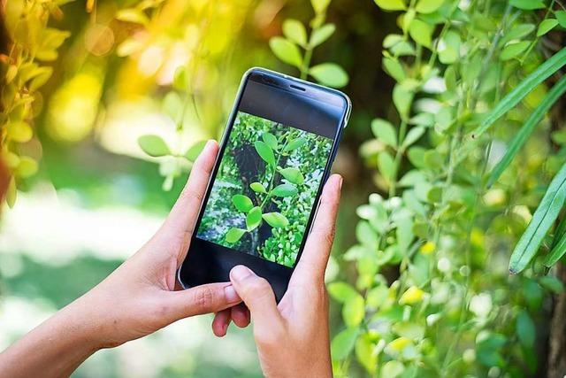 Wie Apps dabei helfen, Pflanzen oder Tiere zu bestimmen