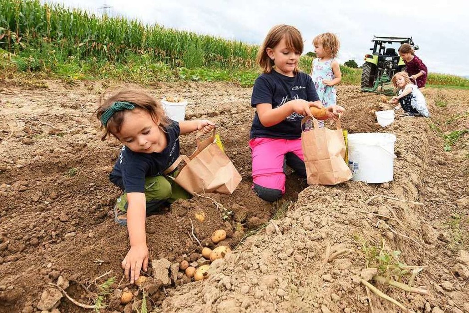 Nicht nur die Kinder hatten großen Spaß am Kartoffeln ernten (Foto: Rita Eggstein) Nicht nur die Kinder hatten großen Spaß am Kartoffeln ernten (Foto: Rita Eggstein)