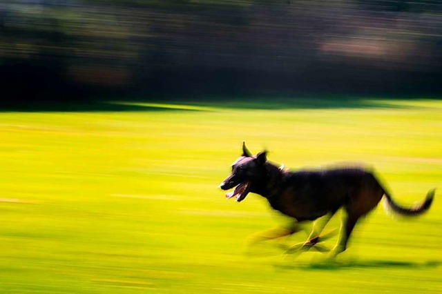 Ein einem Schferhund hnlicher Hund s...n Lrrach gebissen haben (Symbolfoto).  | Foto: Arno Burgi