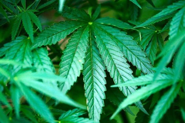 43-Jähriger für Transport von 61 Kilo Marihuana zu Haftstrafe verurteilt