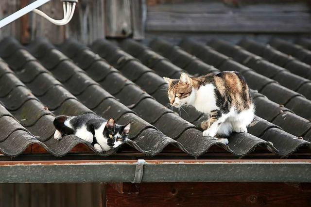 Auf dem Dach: Frau rettet Katze, Feuerwehr rettet Frau