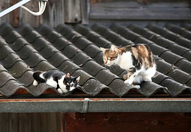 Katzen knnen gut klettern. (Symbolbild)  | Foto: Christoph Breithaupt