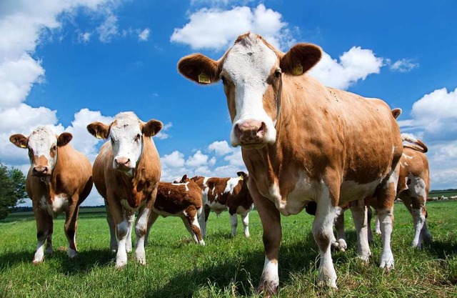 Artgerechte Tierhaltung ist nicht bill...r  Hygienekonzepte bezahlen zu knnen.  | Foto: Jens Bttner