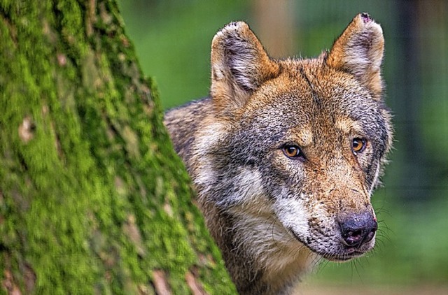 Wolf  | Foto: Lino Mirgeler (dpa)