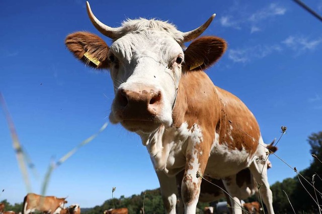 Die neuen Stars auf dem Langenhard: Hi...e Rasse, weiden hier seit diesem Jahr.  | Foto: Christoph Breithaupt