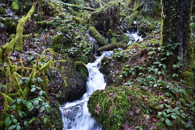 Der Bach pltschert durch die Heibachschlucht.  | Foto: Angelika Schmidt