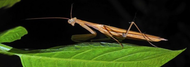 Auf einem Blatt lsst sich die Gottesanbeterin bestaunen.  | Foto: Oleksandr Dovzhenko