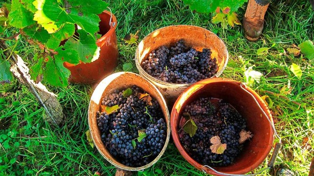 Ein Programmpunkt ist Mitarbeit bei der Weinlese.  | Foto: Tuniberg Wein e.V.