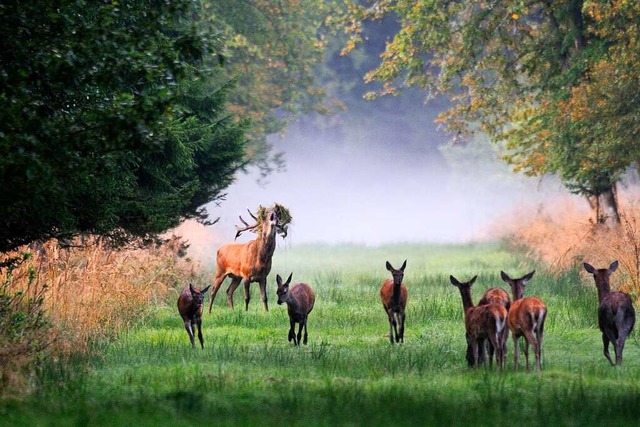Faszination Natur: Hirschbrunst im Nat...rzwald und der Pilz Buchenschleimling.  | Foto: Erich Tomschi