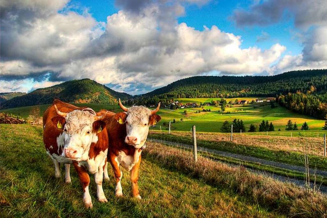 Wldervieh im Sdschwarzwald  | Foto: Christoph Wasmer/ Naturpark Sdschwarzwald 