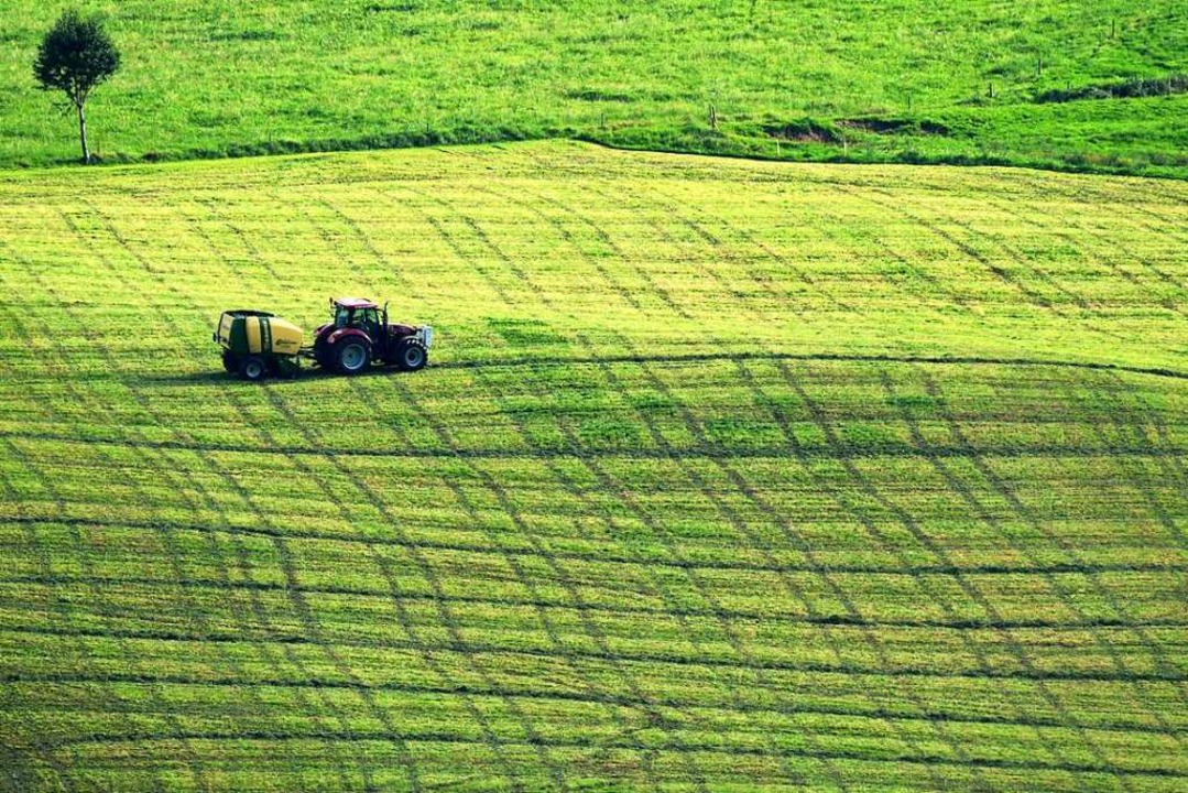 Wer Grnland im Schwarzwald bewirtscha...kann Landschaftspflegegeld beantragen.  | Foto: Patrick Seeger