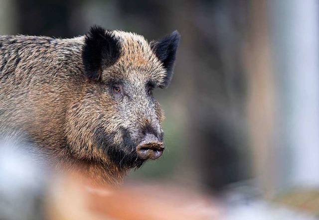 Bei einem Wildschwein in Brandenburg w...frikanische Schweinepest festgestellt.  | Foto: Lino Mirgeler (dpa)