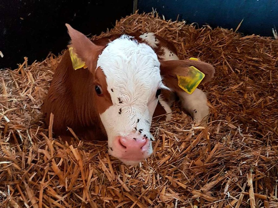 Ein Klbchen im Stroh. Eine der 75 Khe auf dem Bio-Bauernhof.  | Foto: Annalena Zunftmeister