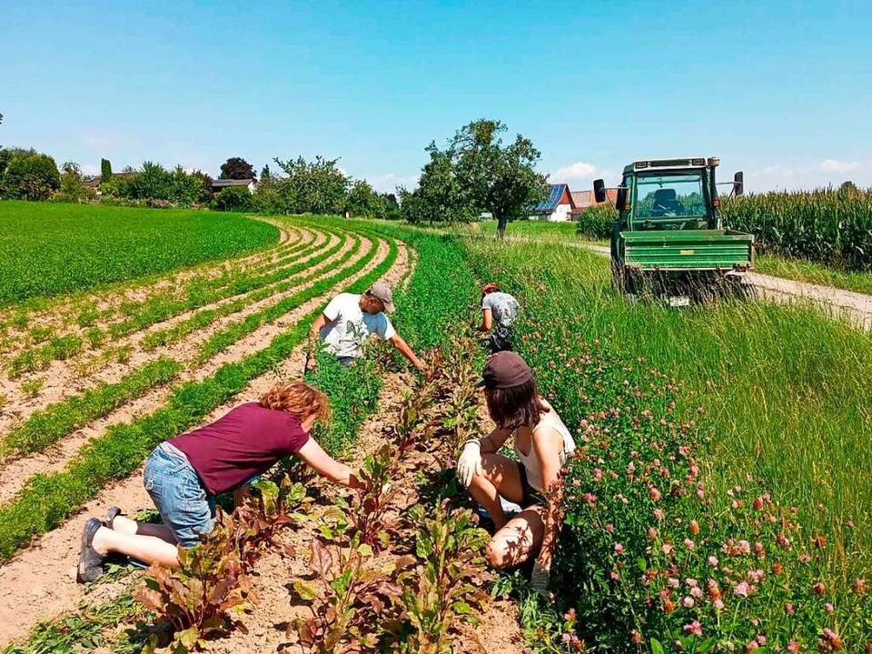 Annalena mit der Landwirtin, dem Landw...eim Unkraut jhten auf dem Gemseacker  | Foto: Annalena Zunftmeister
