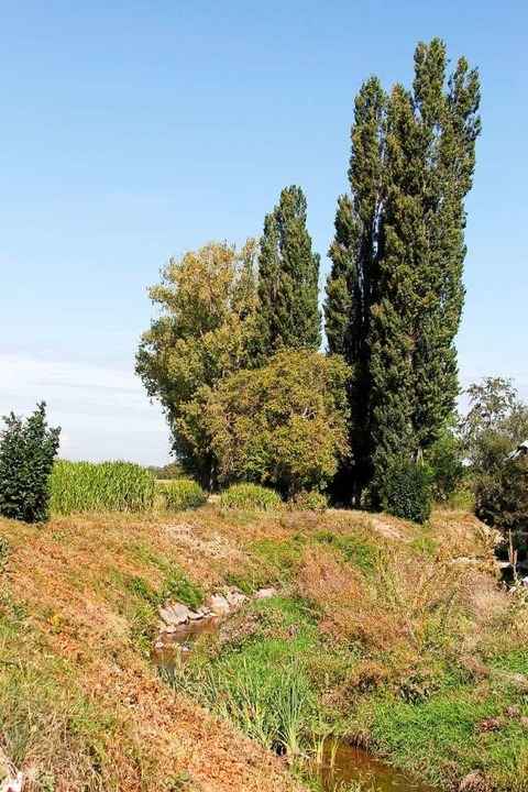 Die H�gelheimer Runs, ein kleiner Bach...211; darunter auch sehr seltene Arten.  | Foto: Alexander Huber