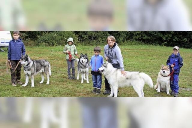 Sommercamp mit Schlittenhunden in Todtmoos