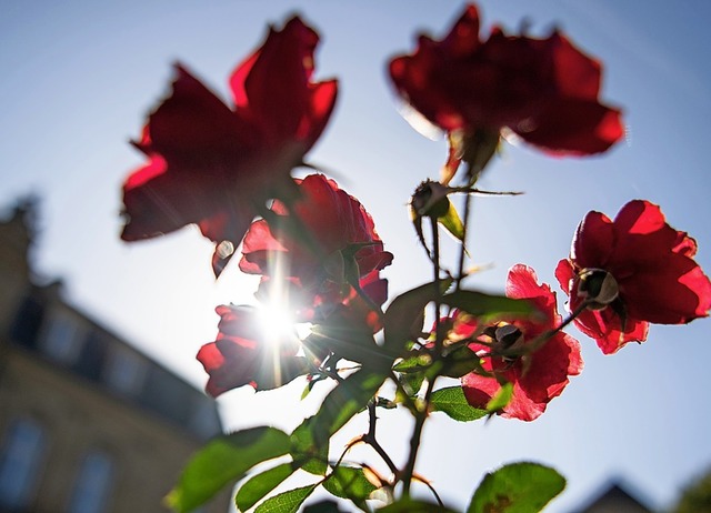 Spte Blte: Rosen  im Oktober vor dem Stuttgarter Schloss  | Foto: Tom Weller