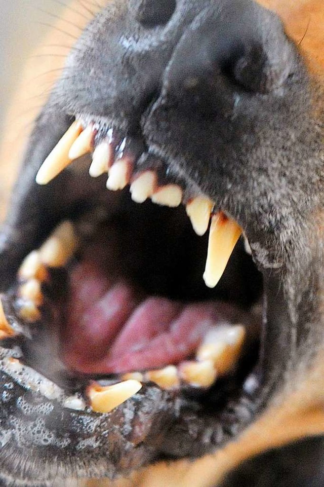 Ein Hund hat ein Reh bei Ottenheim gerissen (Symbolfoto).  | Foto: Soeren Stache (dpa)