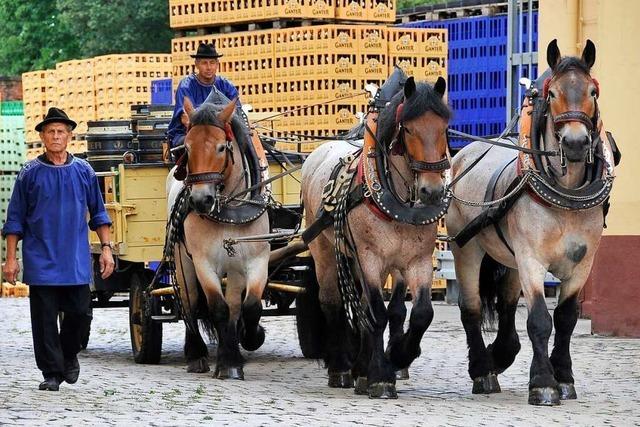 Freiburger Brauerei Ganter gibt Brauereipferde wegen Corona-Krise ab