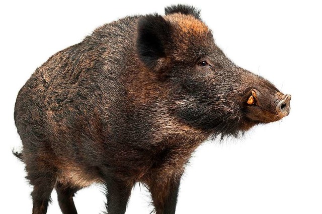 Im Kadaver eines toten Wildschweins in... wurde das Virus bislang nachgewiesen.  | Foto: Eric Issele