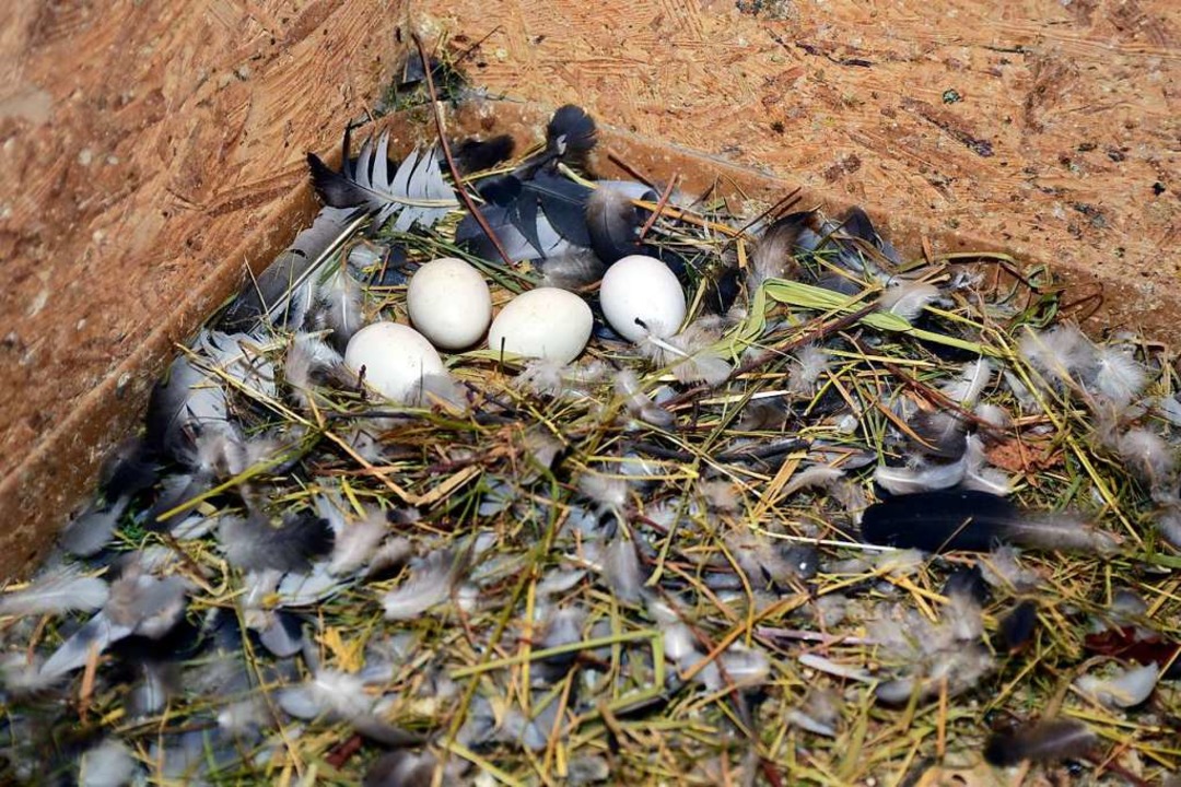 Falsche Eier sollen die Tauben vom Ausbrten echter Eier abhalten.  | Foto: Thomas Kunz