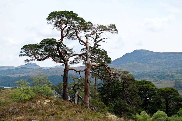 Selten gewordene Bume: Kaledonische  ...h Affric in den schottischen Highlands  | Foto: Florian Sanktjohanser (dpa)