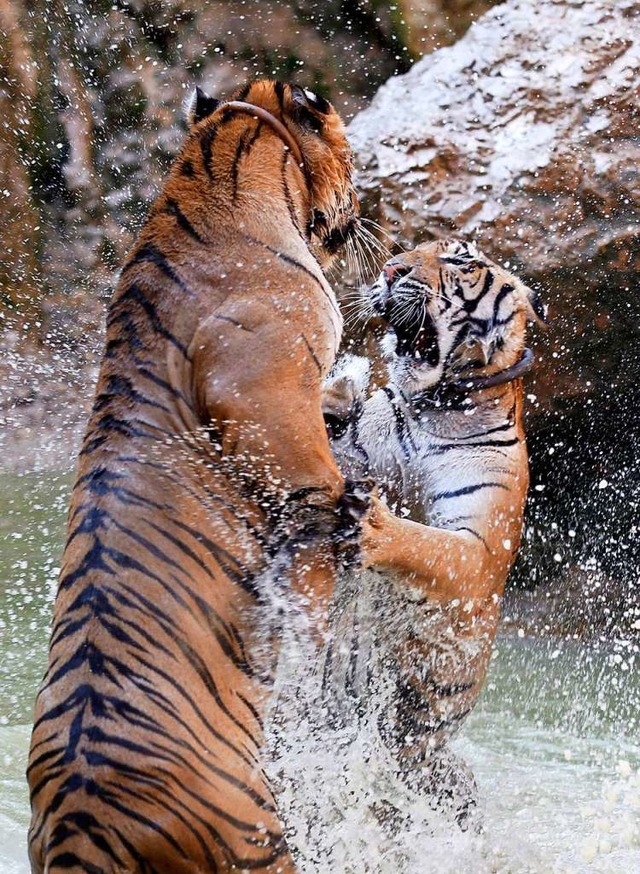 Tiger spielen im Wasser. Auch ihre Art ist in ihrem Bestand bedroht.  | Foto: Rungroj Yongrit